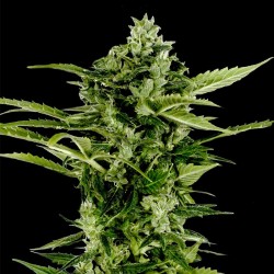 Auto Big Bang feminised (Errors-Seeds)