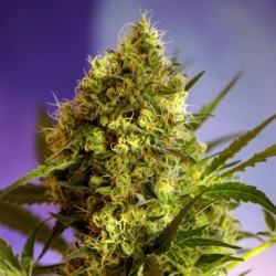 Auto Big Devil2 feminised (Errors-Seeds)