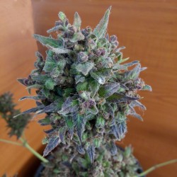 Auto Black Cream feminised (Errors-Seeds)