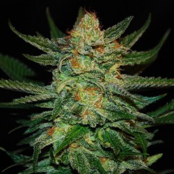 Auto Black Jack feminised (Errors-Seeds)