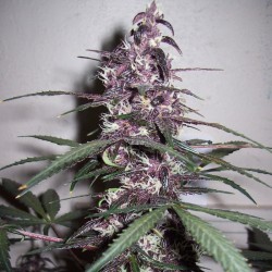 Auto Bloody Skunk feminised (Errors-Seeds)
