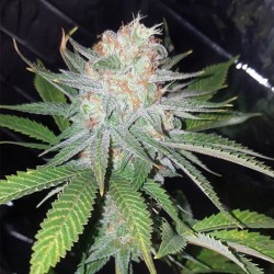 Auto Blue Dream feminised (Errors-Seeds)