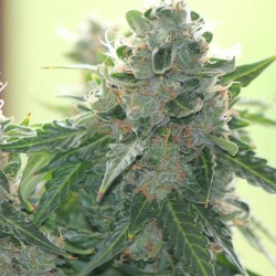 Auto Blue Mystic feminised (Errors-Seeds)