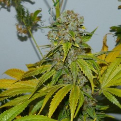 Auto Blueberry Bliss feminised (Errors-Seeds)