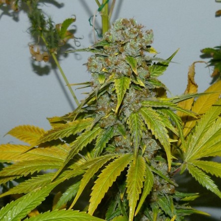 Семечко Auto Blueberry Bliss от Errors-Seeds Украина