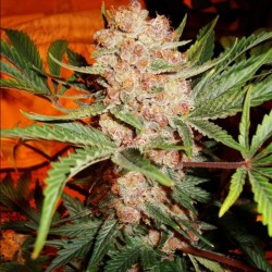 Auto Bubblelicious feminised (Errors-Seeds)