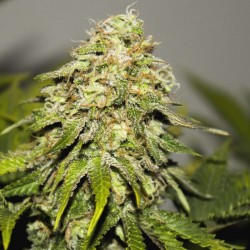 Auto Critical feminised (Errors-Seeds)