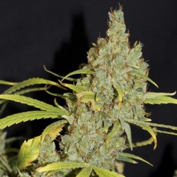Auto Delhi Cheese feminised (Errors-Seeds)