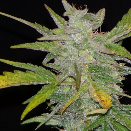 Семечко Auto Diesel Ryder от Errors-Seeds Украина