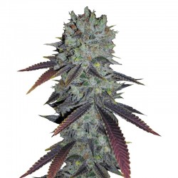 Auto Fastberry feminised (Errors-Seeds)