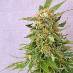 Auto Fruit feminised (Errors-Seeds)