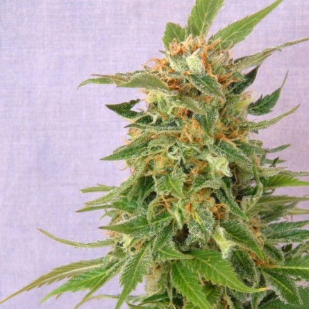 Семечко Auto Fruit от Errors-Seeds Украина