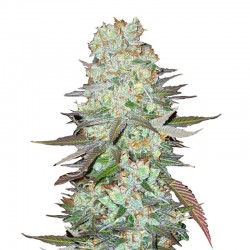 Auto G14 feminised (Errors-Seeds)