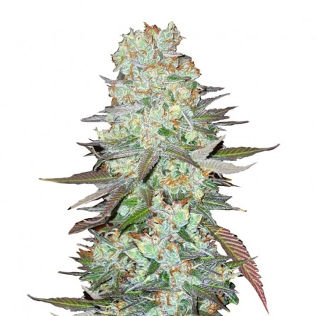 Насіннячко Auto G14 від Errors-Seeds Україна