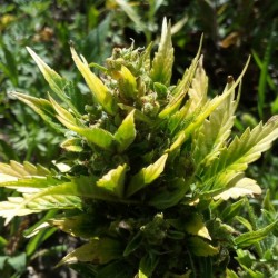Auto Haze 2.0 feminised (Errors-Seeds)