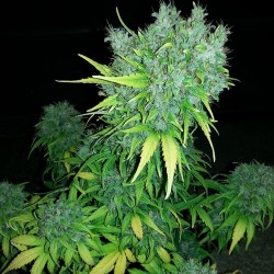 Auto Haze GOM feminised (Errors-Seeds)