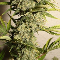 Auto Heaven feminised (Errors-Seeds)