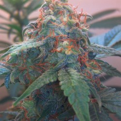 Auto Himalaya Blue Diesel feminised (Errors-Seeds)