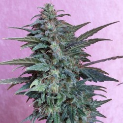 Auto Jet-47 feminised (Errors-Seeds)