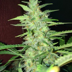 Auto Lemon feminised (Errors-Seeds)