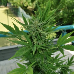 Auto Lowryder1 feminised (Errors-Seeds)