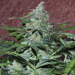Auto Maria feminised (Errors-Seeds)