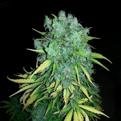 Auto MaxiGom feminised (Errors-Seeds)