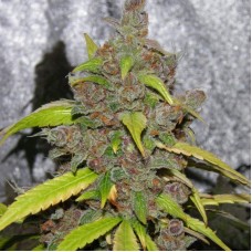 Auto Mazar feminised (Errors-Seeds)