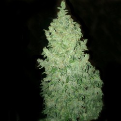 Auto Mexican Airlines feminised (Errors-Seeds)
