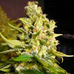 Auto Moby Dick feminised (Errors-Seeds)