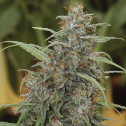 Auto NYC Diesel feminised (Errors-Seeds)
