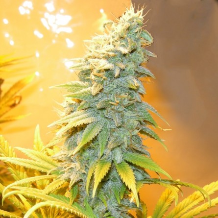 Насіннячко Auto Northern Blue від Errors-Seeds Україна