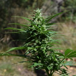 Auto Pandora feminised (Errors-Seeds)