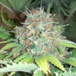 Auto Pure Power Plant feminised (Errors-Seeds)