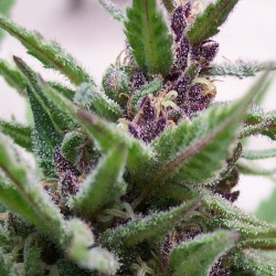 Auto Purple Kush feminised (Errors-Seeds)
