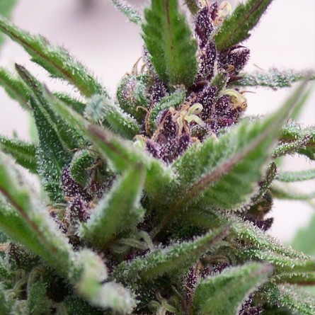 Насіннячко Auto Purple Kush від Errors-Seeds Україна
