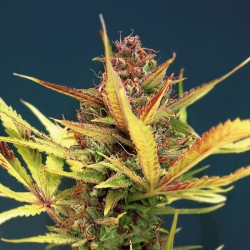 Auto Sour Diesel feminised (Errors-Seeds)