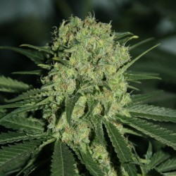 Auto Super Critical feminised (Errors-Seeds)