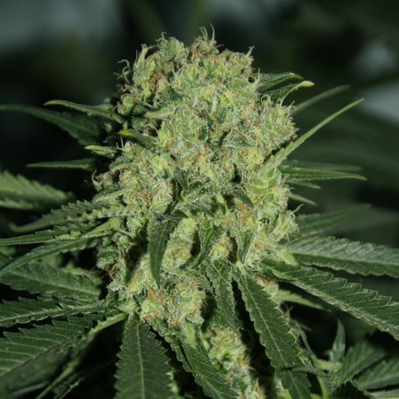 Семечко Auto Critical от Errors-Seeds Украина