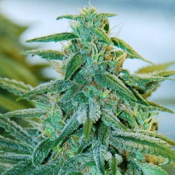 Auto Super Mazar feminised (Errors-Seeds)