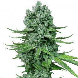 Auto Super Skunk feminised (Errors-Seeds)