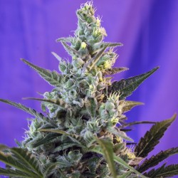 Auto Sweet Cheese feminised (Errors-Seeds)