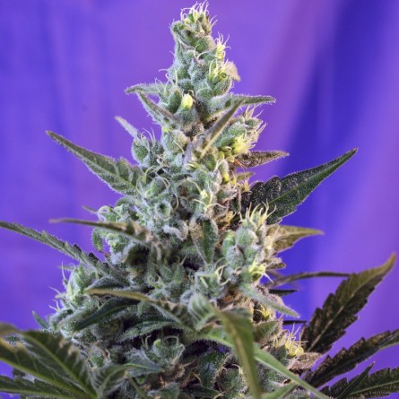 Семечко Auto Sweet Cheese от Errors-Seeds Украина