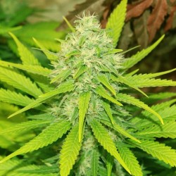 Auto Sweet Skunk feminised (Errors-Seeds)