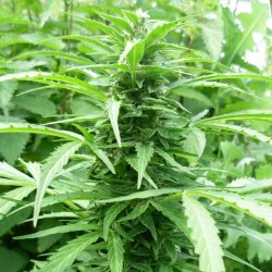 Auto Tangelo Rapido feminised (Errors-Seeds)