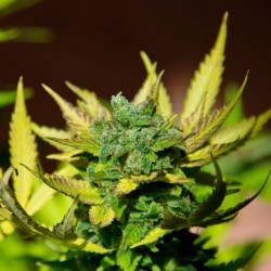 Auto Tutankhamon feminised (Errors-Seeds)