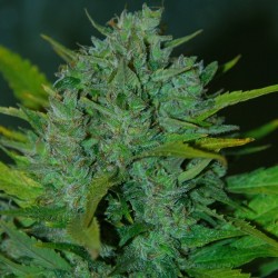 Auto Ultraviolet feminised (Errors-Seeds)