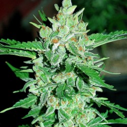 Auto Vertigo feminised (Errors-Seeds)