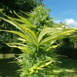 Auto Wappa feminised (Errors-Seeds)
