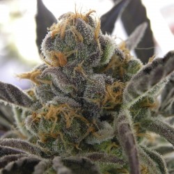 Auto White Goblin feminised (Errors-Seeds)